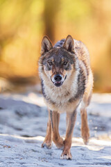 Eurasian wolf (Canis lupus lupus) beautiful portrait