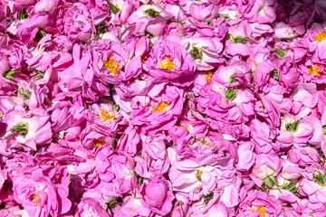 Pink coloured roses collected from the field. Lots of pink roses. The famous Isparta rose in Turkey. Pink roses harvested for water and oil extraction.