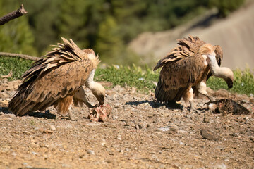 Griffon vultures (Eurasion griffon, Gyps fulvus) gorging on fresh carcass meat