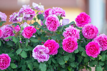 Many pink roses in green leafs, floral background.