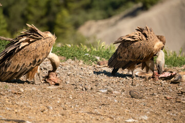 Griffon vultures (Eurasion griffon, Gyps fulvus) gorging on fresh carcass meat