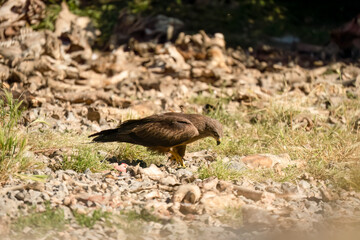 a black kite (Milvus migrans) searching for food at a vulture feeding site