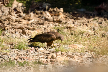 a black kite (Milvus migrans) searching for food at a vulture feeding site