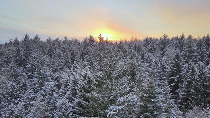 Aerial over dense pine tree forest covered with snow during sunset. Winter time