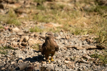a black kite (Milvus migrans) searching for food at a vulture feeding site