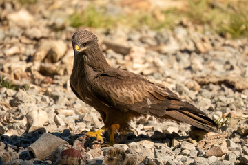 Close-up of a black kite (Milvus migrans) searching for meat amongst bones and offal from a vulture feeding session
