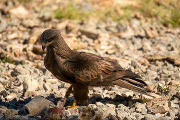 Close-up of a black kite (Milvus migrans) searching for meat amongst bones and offal from a vulture feeding session