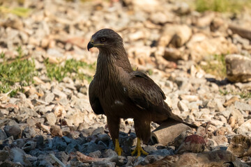 Close-up of a black kite (Milvus migrans) searching for meat amongst bones and offal from a vulture feeding session