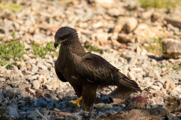 Close-up of a black kite (Milvus migrans) searching for meat amongst bones and offal from a vulture feeding session