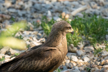 a black kite (Milvus migrans) searching for food at a vulture feeding site