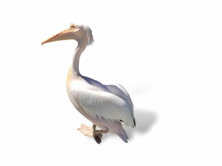 Photo of a Great white pelican (Pelecanus onocrotalus), isolated on white background.