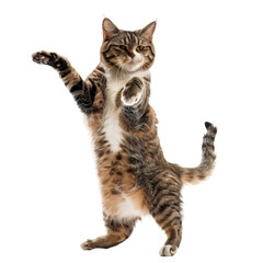cute cat on two feet, simple white background, PNG