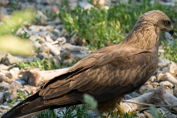 a black kite (Milvus migrans) searching for food at a vulture feeding site