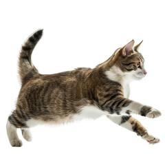 running cute cat on isolated white background, PNG