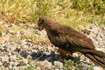 Close-up of a black kite (Milvus migrans) searching ground for food 