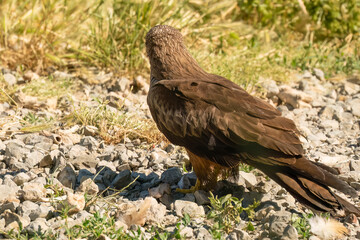 Close-up of a black kite (Milvus migrans) searching ground for food 