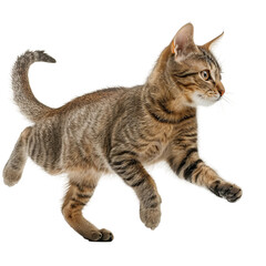 cat isolated on white, PNG