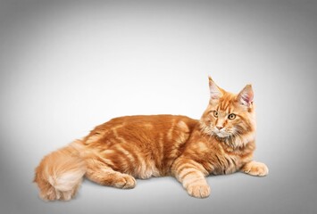 Cute young domestic cat sits at home