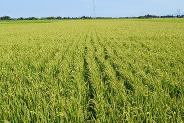 稔り始めた稲穂 山形庄内米