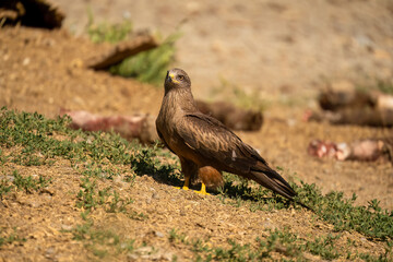 Close-up of a black kite (Milvus migrans) searching ground for food 