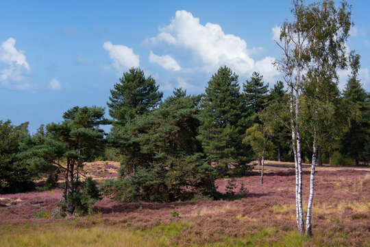 Maasduinen in the Netherlands with blooming heather