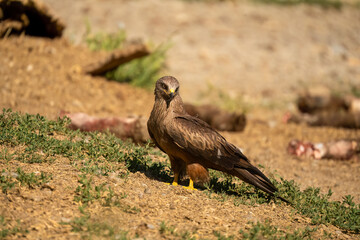 a black kite (Milvus migrans) searching for food at a vulture feeding site