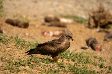a black kite (Milvus migrans) searching for food at a vulture feeding site