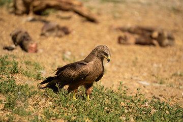 Close-up of a black kite (Milvus migrans) searching ground for food 
