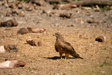 close-up of a black kite (Milvus migrans) feeding amongst animal bones at a vulture feed station 