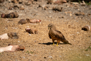close-up of a black kite (Milvus migrans) feeding amongst animal bones at a vulture feed station 