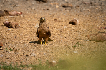 close-up of a black kite (Milvus migrans) feeding amongst animal bones at a vulture feed station 