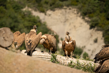 a committee of Griffon vultures (Eurasion griffon, Gyps fulvus) resting after gorging on fresh...