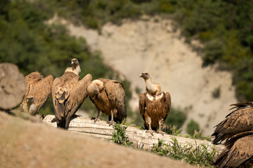 a committee of Griffon vultures (Eurasion griffon, Gyps fulvus) resting after gorging on fresh carcass meat