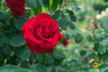 Obraz premium Beautiful blooming red rose flower close up in garden or park, outdoor in sunny day. Breeding and growing roses, gardening, landscape design