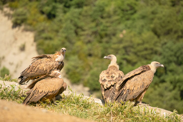 a committee of Griffon vultures (Eurasion griffon, Gyps fulvus) resting after gorging on fresh carcass meat