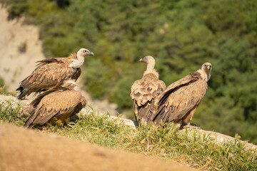 a committee of Griffon vultures (Eurasion griffon, Gyps fulvus) resting after gorging on fresh carcass meat