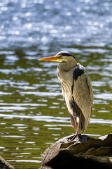 Grey Heron, Ardea cinerea, hunting in the lake, on the rock.