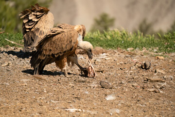 Close-up of a Griffon vulture (Eurasion griffon, Gyps fulvus) feeding on animal carcass meat 