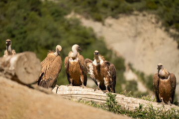 a committee of Griffon vultures (Eurasion griffon, Gyps fulvus) resting after gorging on fresh...