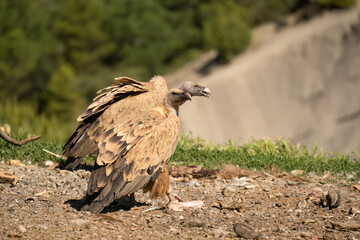 Close-up of a Griffon vulture (Eurasion griffon, Gyps fulvus) protecting fresh carcass meat under foot