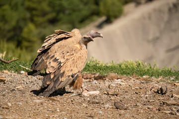 Close-up of a Griffon vulture (Eurasion griffon, Gyps fulvus) protecting fresh carcass meat under foot