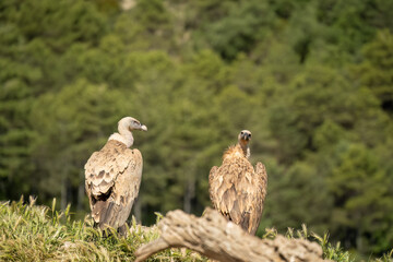 a committee of Griffon vultures (Eurasion griffon, Gyps fulvus) resting after gorging on fresh carcass meat