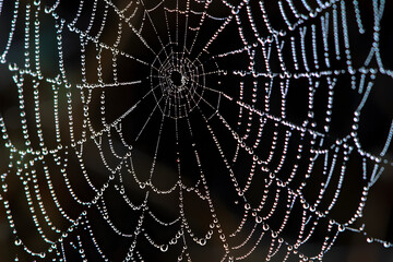 Naklejka premium A close-up of a delicate spider web glistening with dew drops.