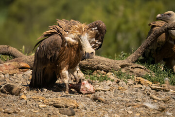Close-up of a Griffon vulture (Eurasion griffon, Gyps fulvus) feeding on animal carcass meat 