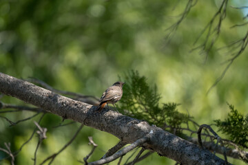 close-up of a Black Redstart (Phoenicurus ochruros, Tithys redstart, blackstart, black redtail)