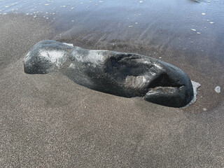 vom Wasser geschliffener Stein wie die Skulptur einer Robbe 