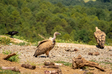 Obraz premium Close-up of Griffon vultures (Eurasion griffon, Gyps fulvus) feeding on animal carcass meat 