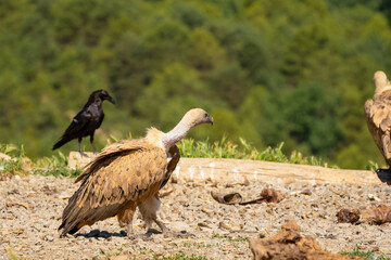 Close-up of Griffon vultures (Eurasion griffon, Gyps fulvus) feeding on animal carcass meat 