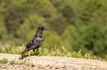close-up of a common raven (Corvus Corax) glistening in sunshine
