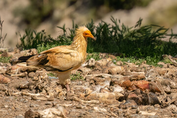 Close-up of an Egyptian Vulture (Neophron percnopterus, Alimoche Común) looking to feed on animal carcass meat